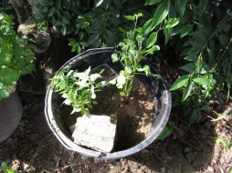 gallery/sumpfgefaess01